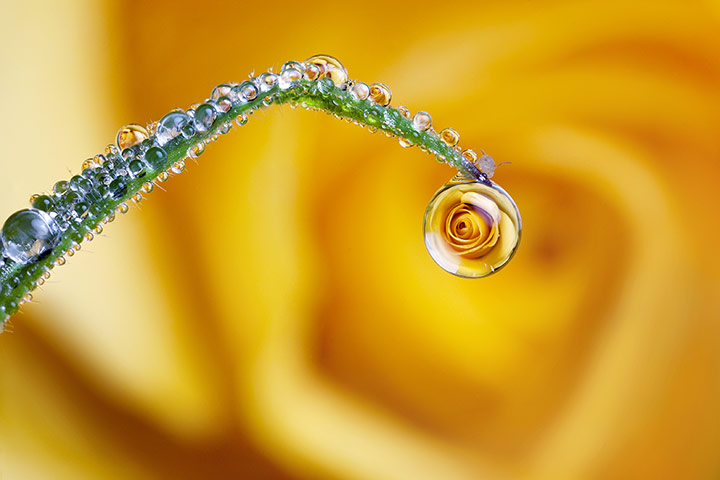 The week in wildlife: Rose Drop Captured In Belgium Park
