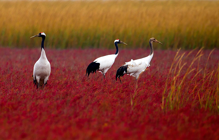 The week in wildlife: YANCHENG-MIGRATORY BIRDS