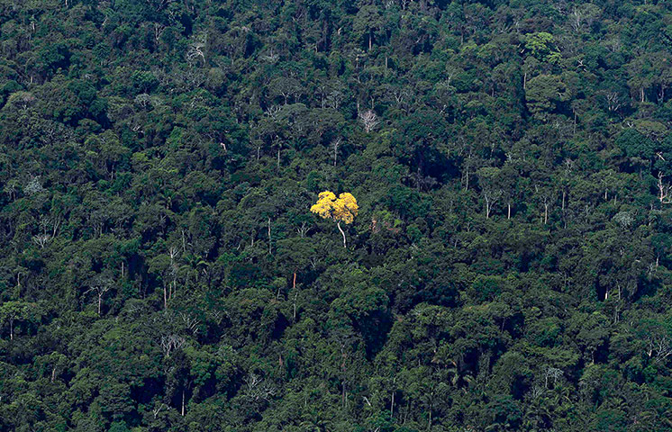 The week in wildlife: An ipe lapacho tree is seen in this aerial view