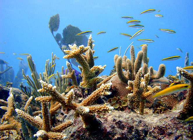 The week in wildlife: healthy coral grows in Punta Cana