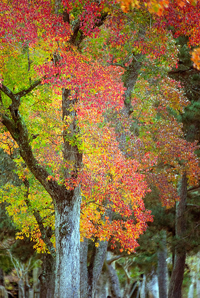The week in wildlife: Japan Nara