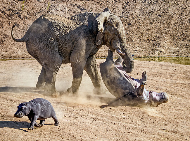 The week in wildlife: An elephant bull charges a female hippopotamus