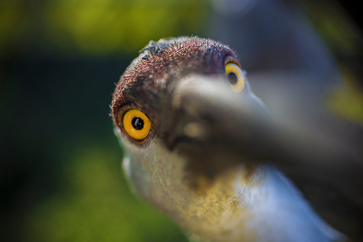 The week in wildlife: Endangered Mississippi Sandhill Crane