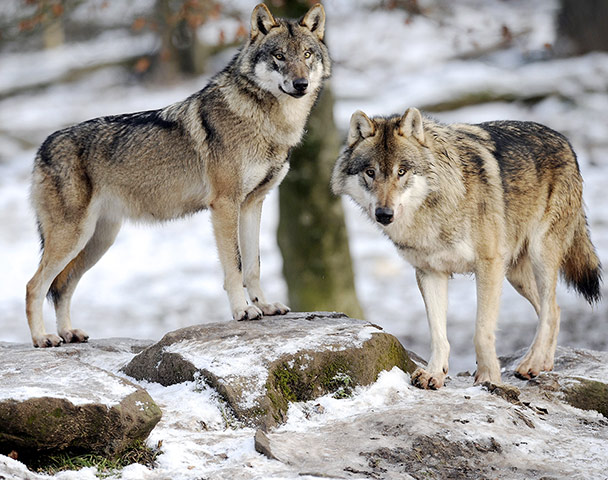 weekinwildlife2: European grey wolves