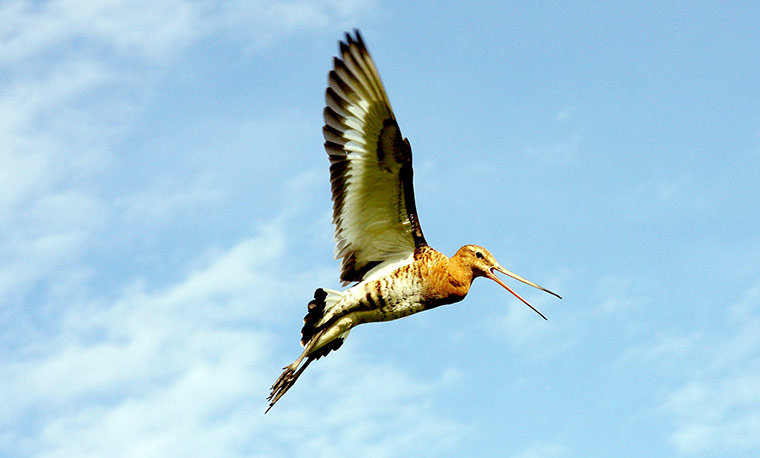 weekinwildlife2: Climate change effects migrating birds