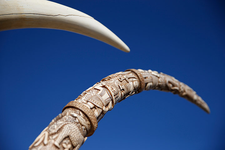 weekinwildlife2: Confiscated ivory tusks
