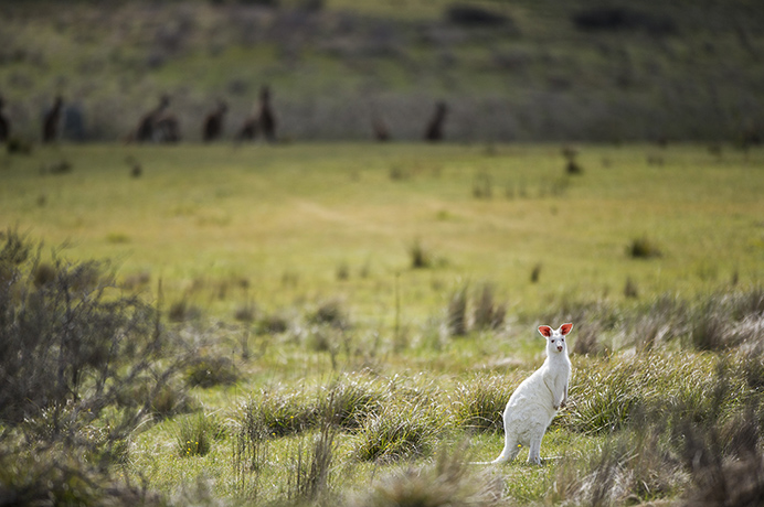 Kangaroo: rare albino Kangaroo