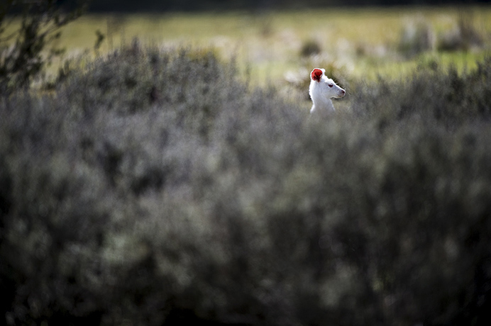 Roo: A rare albino Kangaroo at the Namadgi National Park