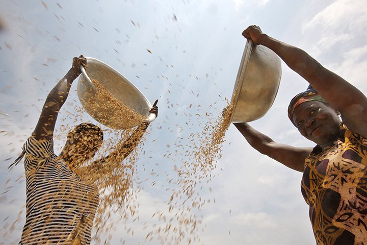 Two men sift rice in a field in GhanaTwo men sift rice in a field in Ghana