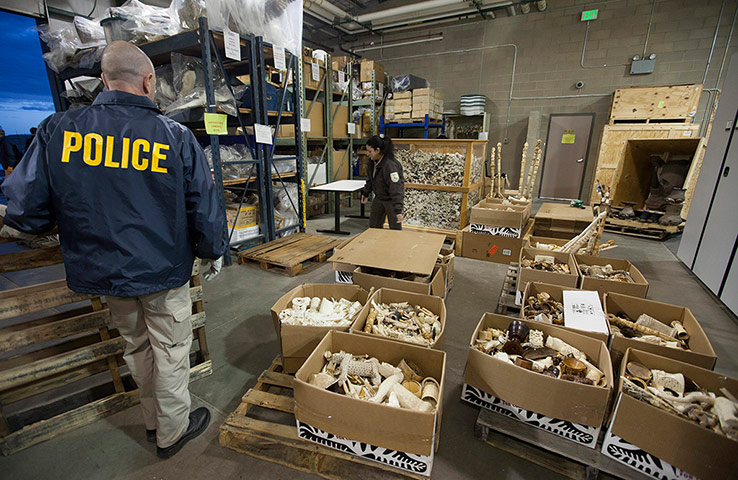 US Ivory disposal: Confiscated ivory stockpile in Denver