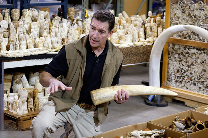 US Ivory disposal: Steve Oberholtzer