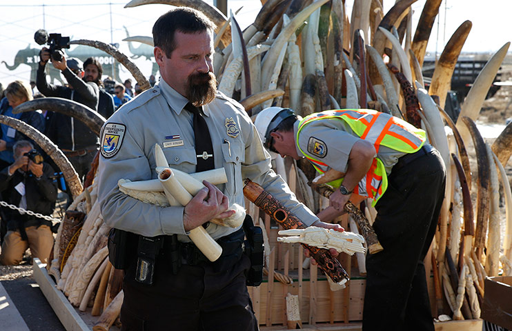 US Ivory disposal: David Bonham