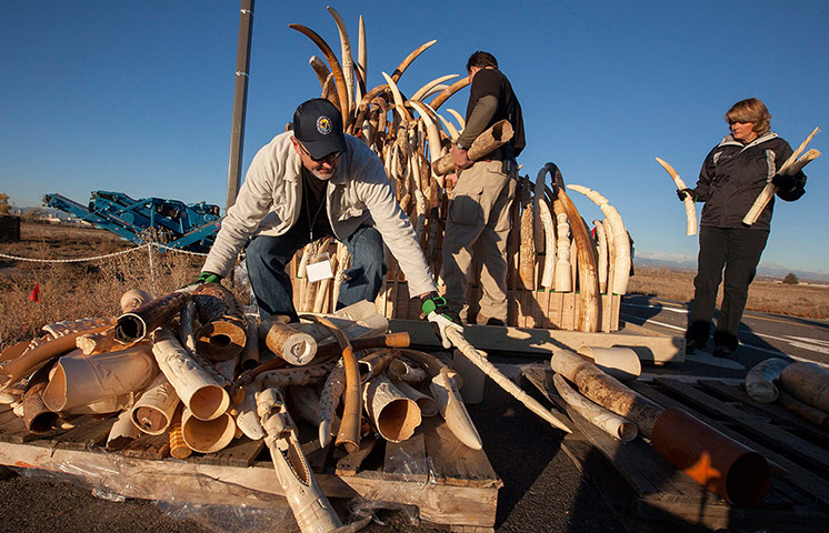 US Ivory disposal: Officials sort ivory before crushing