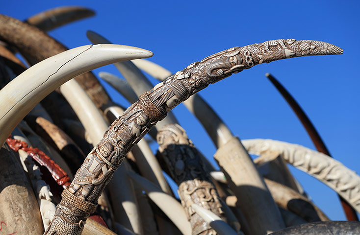 US Ivory disposal: A decoratively carved ivory tusk
