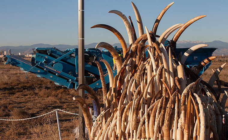 US Ivory disposal: Confiscated ivory tusks are stacked