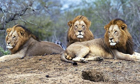 South African lions