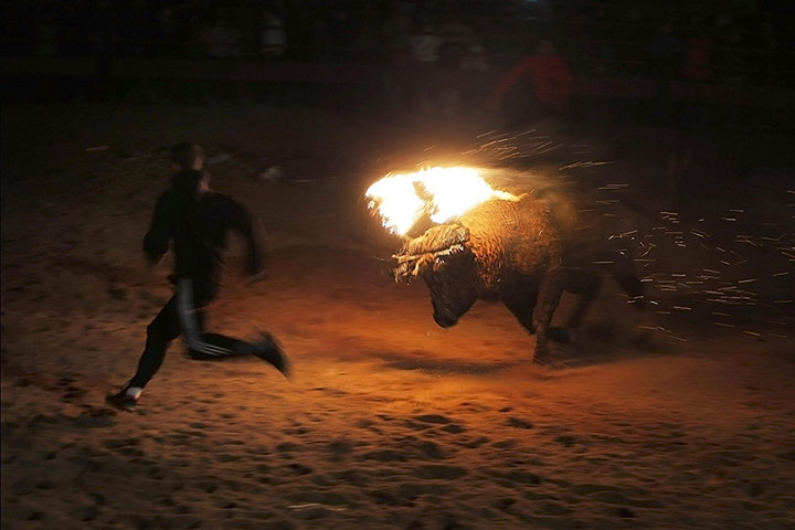 20 Photos: A fire bull chases a reveller during the Toro de Jubilo