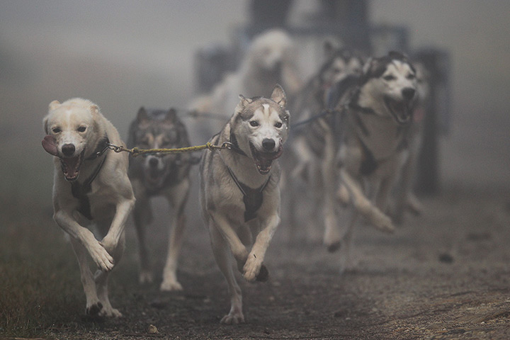 Weekend in pictures: Schmitten, Germany: Sled dogs pull a cart in fog on Feldberg mountain