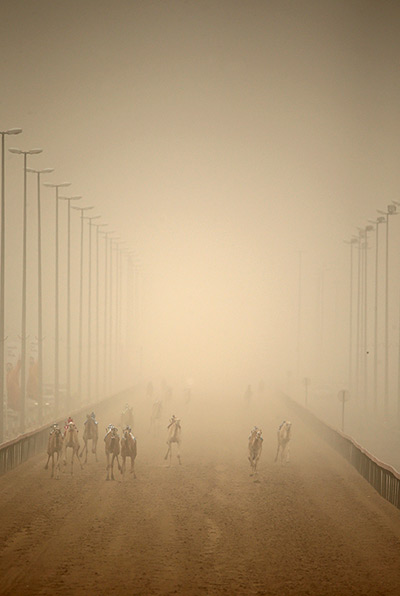 From the agencies camels: Camels race through a sandstorm