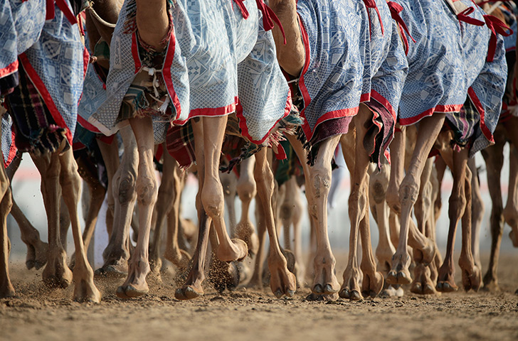 From the agencies camels: Camels arrive for racing at Dubai Camel Racing Club 