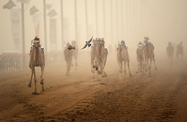 From the agencies camels: Robotic jockeys race camels through a sandstorm