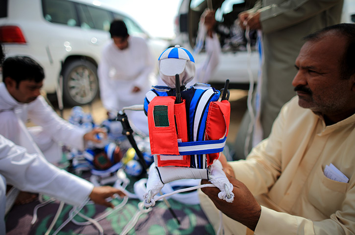 From the agencies camels: A handler prepares a robotic jockey ready to be strapped to a camel