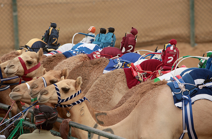 From the agencies camels: Robotic jockeys sit on camels waiting for the start of a race 