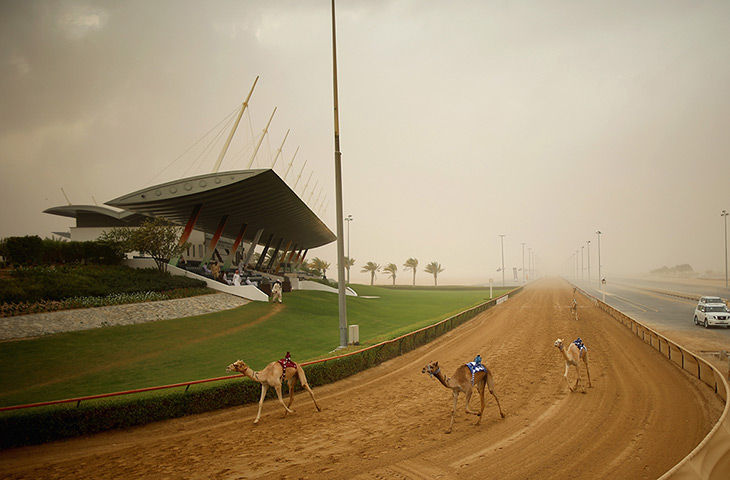 From the agencies camels: Camels finish their race at Dubai Camel Racing Club