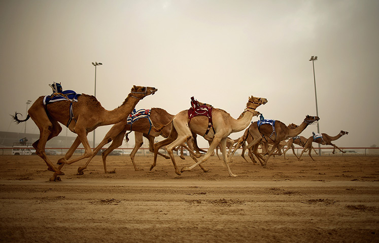 From the agencies camels: Robotic jockeys control camels during a race