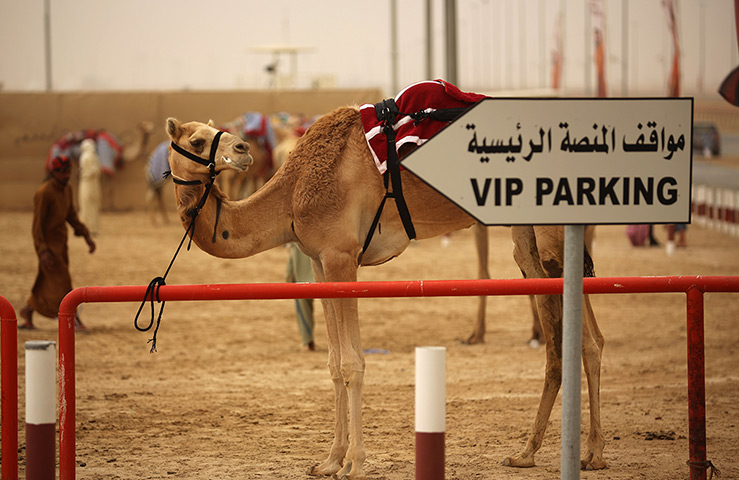 From the agencies camels: A camel is tethered to a railing after racing