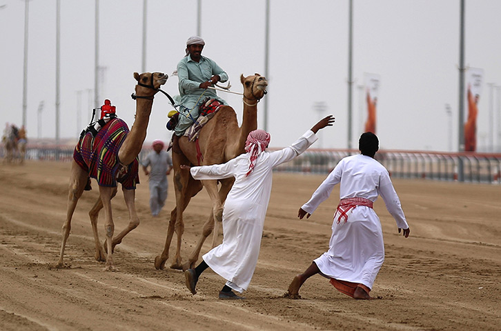 From the agencies camels: Handlers try to control a camel, that decided to run the wrong way, during 