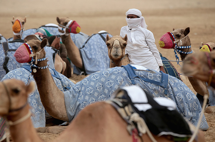 From the agencies camels: A handler wraps up against a sandstorm as camels wait to race