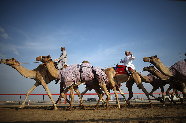 From the agencies camels: A camel handler waves as he and his racing camels arrive