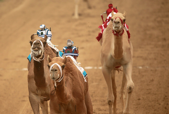 From the agencies camels: Robotic jockeys control camels during a race