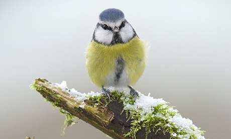 A-blue-tit-in-the-snow-in-009.jpg