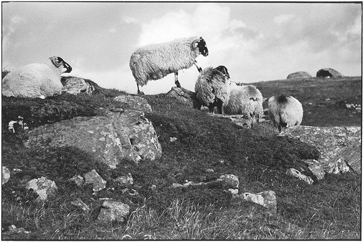 Elliott Erwitt: Sheep on rocky terrain