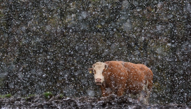 Cattle brave a blizzard sweeping through Seaton Sluice, North Tyneside as the wintry conditions settle across the UK.