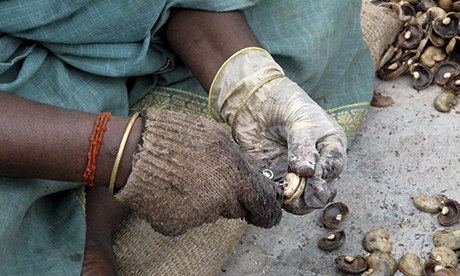 cashew nut