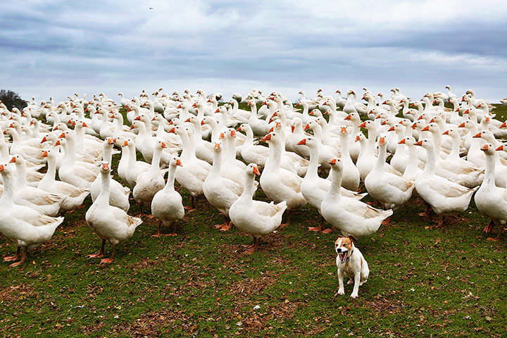 original observer: Christmas Geese