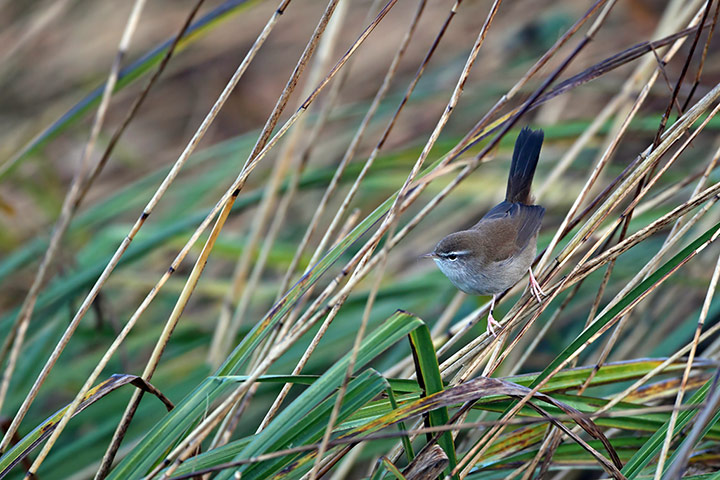 BTO birds: Cetti's Warbler (Cettia cetti)