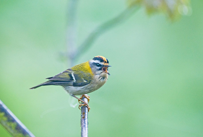 BTO birds: Firecrest Regulus ignicapillus in song Norfolk April