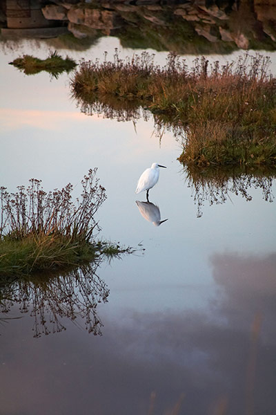 BTO birds: Little Egret (Egretta garzetta) 