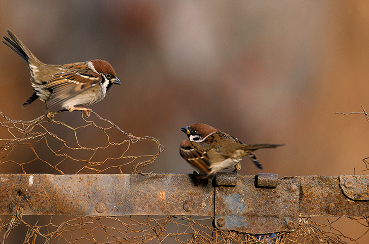 BTO birds: Tree Sparrow (Passer montanus) 