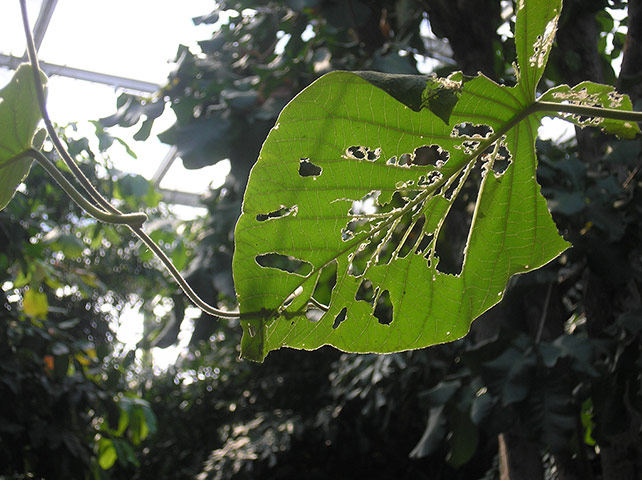 Your Pictures - Snack: half eaten leaf 