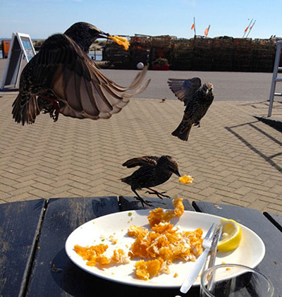 Your Pictures - Snack: birds eating leftovers