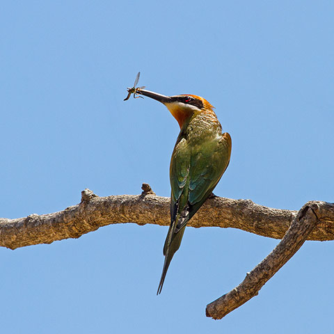Your Pictures - Snack: bird with insect in mouth