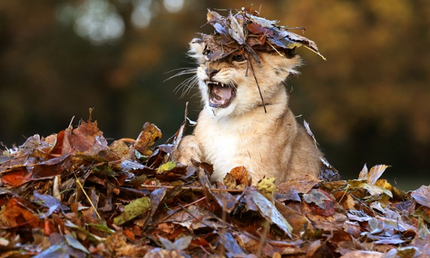 Karis, uma semana de idade filhote de leão onze, toca nas folhas caídas no Blair Drummond Safari Park, na Escócia.