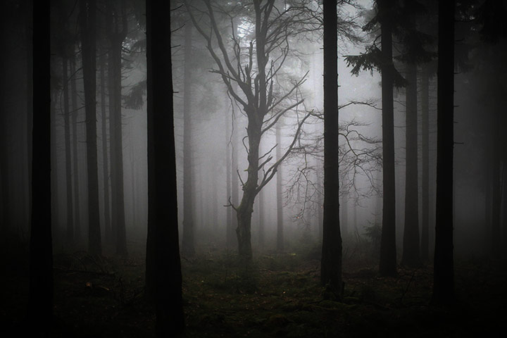 Week in Wildlife: Fog in the forest