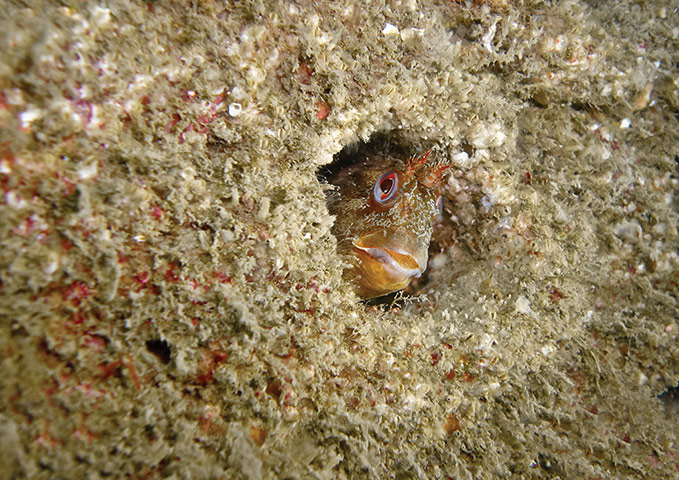 Week in Wildlife: Clean Coasts Photography Awards 2013