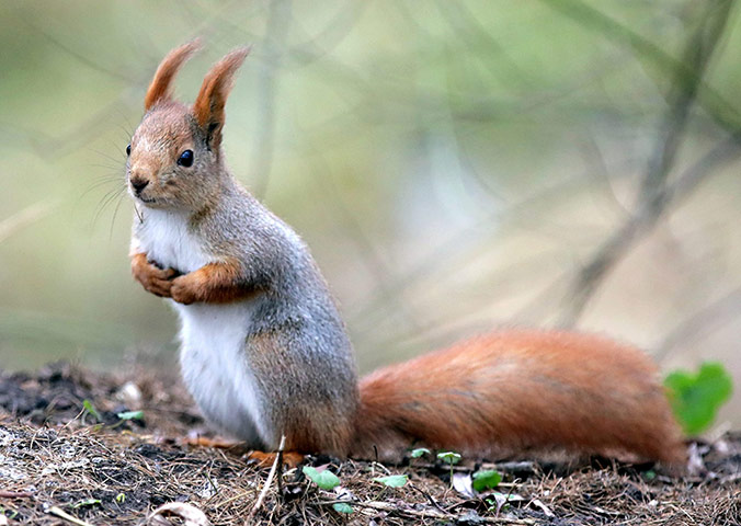 Week in Wildlife: Squirrel at Tsaritsyno Park